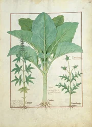 Cannabis, Brassica und Distel, Illustration aus dem Buch der einfachen Heilmittel von Mattheaus Platearius 145